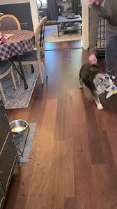 When you are a STLEBR foster girl and you overhear your foster parents planning your official adoption...yes Gianna you are home! | St. Louis English Bulldog Rescue