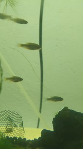 Emerald dwarf rasbora at R55ea | Fantasea Aquarium and Pet