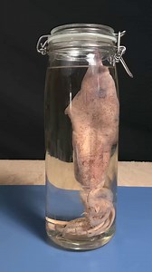 Squid Beak under a Microscope #squid #microscope #fyp | Simpli-Ed