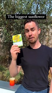 The biggest sunflower If you want to grow the biggest sunflower you’ve ever seen, spring is the perfect time to get them going. These are Mongolian giant sunflowers - reaching up to 14ft tall with heads up to 18in across. And by starting them now indoors you can get the jump on summer. Get some compost, get a pot and plant the seeds about 12mm deep. Get a clear plastic bag or some cling film and and put them in a bright windowsill. Once they sprout, bring them on and Plant them out after the ris