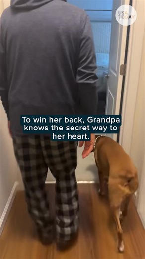 Ever seen a Boxer puppy tucked into bed? Sleep mask, pearl necklace, nothing out of the ordinary here...🐶👑🛌 #animalkind | The Commercial Appeal