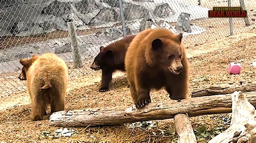 "Wiggly Wednesday means triple the wiggles, triple the curiosity. These babes-in-the-wood are on a mission to sniff, paw, and poke their way through September. 🐻👀" #BabyAnimals #WildlifeBabies #CuteAnimalAlert #wigglywednesdays #jessglynne | Yellowstone Bear World