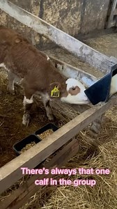 Calf version of a keg stand (Via @janelldomke) | Slap Dicks Cattle Co.