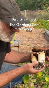 Did you know that the Garden Giant is known to consume nematodes? Garden Giant mycelium produces acanthocytes, which are tiny cells that spear nematodes with their external spikes. #gardengiant #winecap #mushroomeducation #paulstamets #stropharia #mycology | Fungi Perfecti