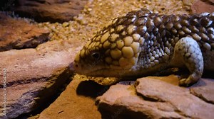 Close up of Pine Cone Skink lizard moving slowly on desert ground