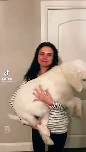 10K views · 488 reactions | The evolution of a Great Pyrenees in seconds. | I Love My Great Pyrenees | Facebook