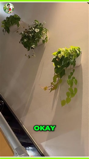 See how to take the perfect cutting from a Philodendron! The secret to success lies in identifying the node and making a precise cut. Get ready to propagate like a pro – but be warned, messing this up 'can lead to heartbreak!' #plantpropagation #philodendron #plantcuttings #houseplants #planttips | Kevin Torres