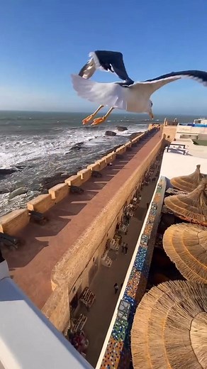 21K views · 413 reactions | Essaouira’s beach is a slice of paradise, where the waves dance with the shore, the sun sets the sky ablaze and the seagulls rule the roost!   by @c.o.n.n.y_h (Instagram user) | Marrakech | Facebook