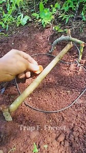 341K views · 1.9K reactions | Best Creative traps #trap #survival #outdoors #forest #skills #camping #tips #challenge #trap #skills #reels #hunting #alamliar #fores #nature | Trap F. Forest | Facebook