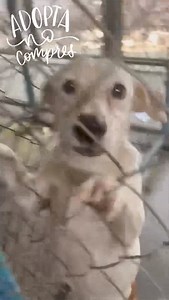 Control canino Colima. 🏡A D O P T A ♥️ Apadrina la salida y nueva vida de uno. Proyecto PADRINOS De su segunda oportunidad de vida en familia. 🏠☀️💕🐕. | Sonrisas de pelos