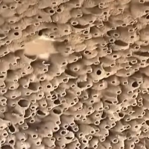 Sparrowhawk catches Wood Pigeon and is then harassed by two Magpies | Wildlife Today