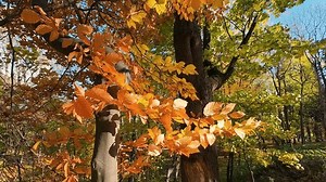「ブナ(Fagus sylvatica)の黄金色の紅葉は、明るい日差しの中で輝きます。温かく鮮やかな紅葉の色彩は、穏やかで美しい自然の背景を作り出します。」の動画素材（ロイヤリティフリー）3965436905 | Shutterstock