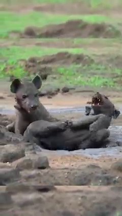 Two hyenas struggle with each other for food. | Nature Agry