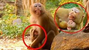 3.1K views · 242 reactions | Poor mother Luna very scare show big mouth try hide protect bb Lucie in chest, Who monkey Luna scare ?? | Adorable Monkey | Facebook