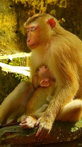 Luna hugs baby Lucie and feeding milk during baby feeling cold! so well done | Good Or Bad