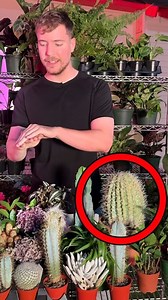 2.7M views · 38K reactions | Real Or Cake For $10,000  | MrBeast | Facebook