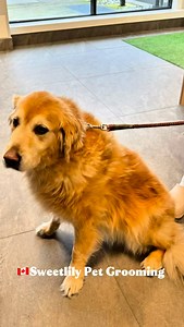 Princess Savannah 👑 11 years , this beautiful Blonde Golden Retriever showed the calmest and most graceful energy throughout her visit. She handled her Full Grooming session like a true queen — steady, relaxed, and absolutely lovely to work with. ✨ Thank you to her wonderful owner Georgia for trusting Sweetlily Pet Grooming with Savannah’s care. We’re also excited to welcome her sibling Forrest — an Australian Cattle Shepherd — who has already booked his upcoming grooming appointment with us. �