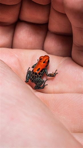 5.5K views · 129 reactions | What makes these cute critters so dangerous? #CrazyCreatures | Crazy Creatures | Facebook