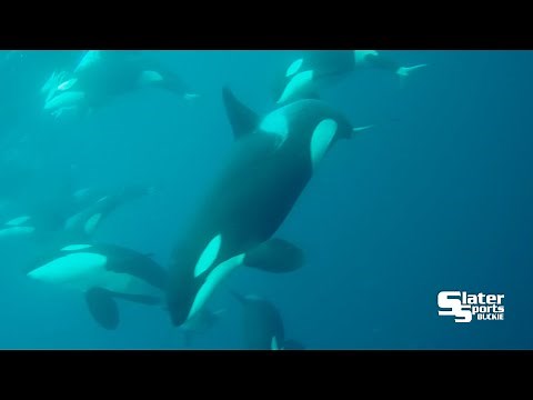Orca's playing Underwater filmed from ROV, North Sea Scotland