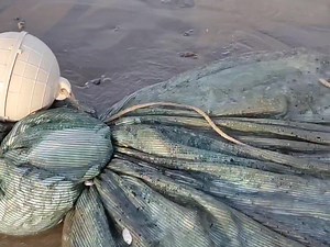Beach Trawl Fishermen Pulling Beach Seine Nets Can Get Lots of Fish | Muammar Rafly