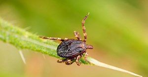 Co zrobić, gdy ugryzie cię kleszcz? Ekspert radzi, jak go usunąć
