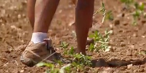 Garden Spot: Planting okra