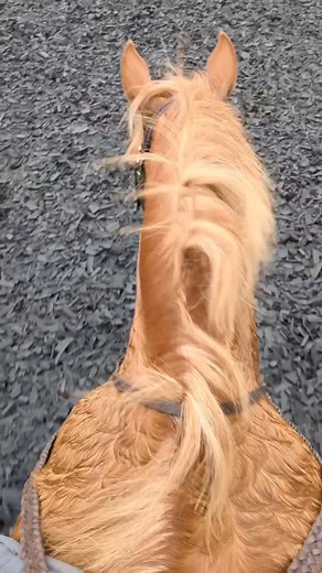 Work hard, rest easy 🧡 #welshsectiond #welshcob #chestnutmare #maresarethebest #cotswoldlife | Coates Equestrian