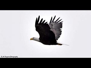 Pennypack Park On The Delaware River Bald Eagle In Philadelphia