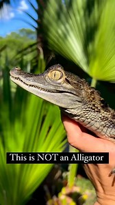 32K views · 653 reactions | Behold the beauty of the spectacled caiman! ✨⁠ ⁠ ️: @madbioreptiles ⁠ ⁠ ⁠ #thisiswildflorida #wildfl #ilovewf #orlandoflorida #orlando #florida #orlandofl #centralflorida #thingstodoinorlando #floridalife #visitorlando #stufftodoinorlando #lovefl #experiencekissimmee | Wild Florida | Facebook