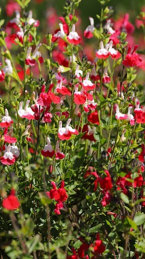 Our Federal Way Location is excited to announce that the Hot Lips Salvia has arrived!! These highly anticipated perennials make a great addition to any garden and are adored by our Hummingbird Friends. #watsons #watsonsgreenhouse #pnwgarden #pnwgardening #tacomaplants #tacomagardens | Watson's Greenhouse and Nursery