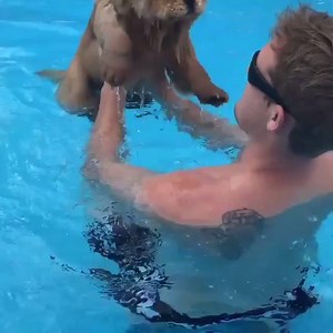 Cute Chow Chow Swimming.. :) | Avengers.co