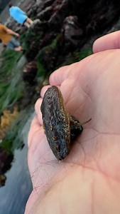 I’m sure most of us have seen an abalone shell at one point or...