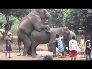 Elephant mating II