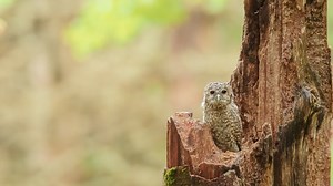 Juvenile Eurasian Tawny Owl Strix Aluco: стоковое видео (без лицензионных платежей), 1057183609 | Shutterstock