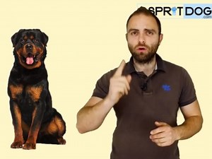 Les risques de la stérilisation de la chienne et du chien (vidéo)
