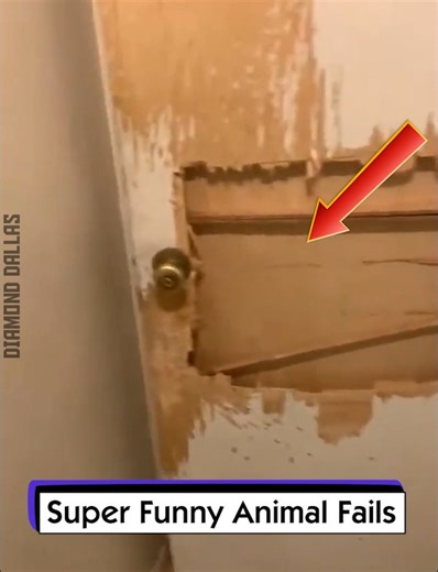 11K views · 232 reactions | Super Funny Animal Fails | Diamond Dallas Page | Facebook