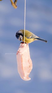 Blue Tit Bird Eating Lard Wincent KHHQB #bird #nature #wildlife | HAWI Studios