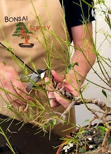 50K views · 140 reactions | Maple bonsai styling Partner: thebonsaisupply | Crafty Panda | Facebook