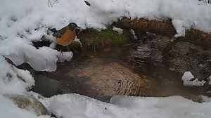 14K views · 829 reactions | There were some American Robins at the stream yesterday! I believe this one is a female. Interesting to see them in the winter around here! #birds #birdwatching #nature #wildlife #robin #winter #birdsytv #kalamazoo #Michigan | The Bird Perch | Facebook