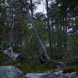 Highlights from a summer spent alone in the wilderness constructing tipis fishing blacksmithing bushcraft etc.. | Visual Semantics