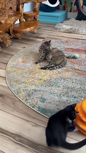 3.1K views · 122 reactions | Sunday afternoon in the cat room.. | Aloha Adoptions | Facebook