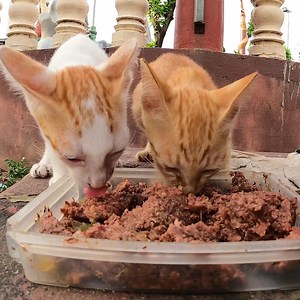 i happy to feed them | The Gohan And Cats