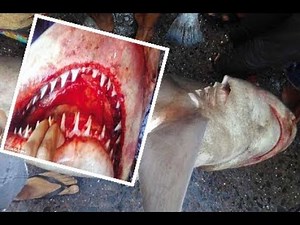 Lost species of Ganges river shark is seen for the first time in a decade