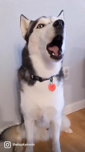 53K views · 2.5K reactions | Husky  Moon  #cute #fpy #viralreelsfb #AmaZing #animal #dog #fox #wildlife #dogmovie #smartdog | Huskymoon | Facebook