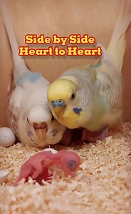 430K views · 9.8K reactions | Budgie parents, Side by Side, Heart to Heart.Always Together, Always One #fblifestyle #budgie #pets #birds #parrots #animals #nature #viral #foryoupage #fyp #ti #nest #highlights #بادجى #طيور #طيور_الحب #حيوانات_اليفة #عصافير_استرالى @إشارة | Mo Budgie | Facebook