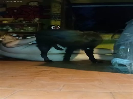 Homemade dog sex with a kinky chick having her pussy knotted to dog cock