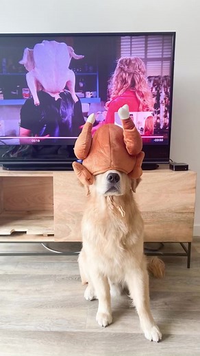 The One With All the Thanksgivings #goldenretriever | agoldennamedkevin