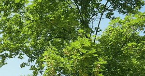 Acer Pseudoplatanus Sycamore Maple False Plane: stockbeeldmateriaal en -video's (rechtenvrij) 1106849967 | Shutterstock