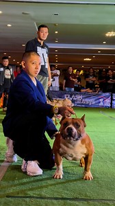 Focus. Precision. Excellence.A proud moment as the handler perfectly stacks this American Bully while the international ABKC judge inspects every detail. This is where passion meets the standard — in the heart of the show ring. 💪🐾 | CasK Kennel