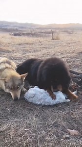 16K views · 179 reactions | Why so aggressive, my guy was just eating peacefully __ #reelsfb #wolf #wolfdogs #wolfdogsofinstagram #virals #animalsofinstagram #dog #wolfdog #wolfman #wolfpack #wolfpup #animalplanet | Wolf Lover | Facebook